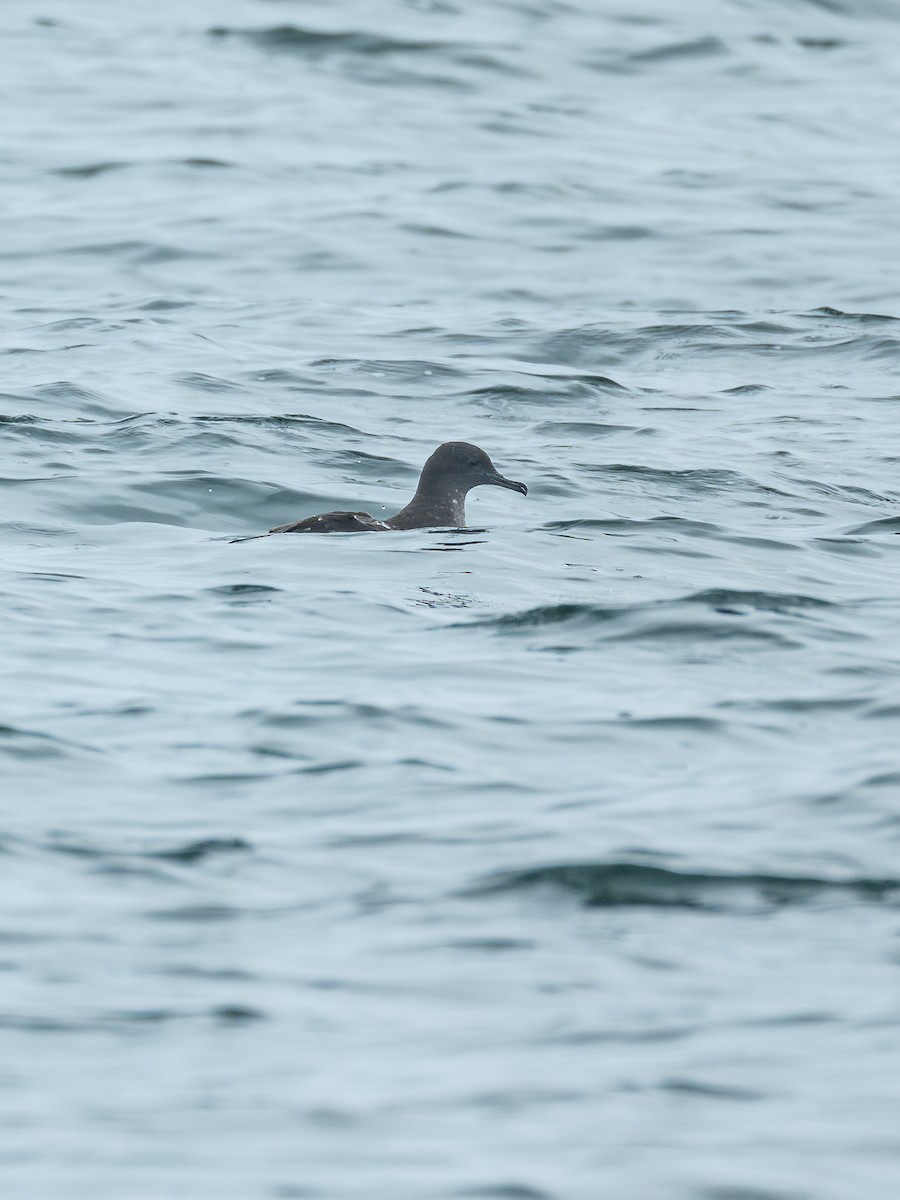 Буревісник сивий - ML647463614