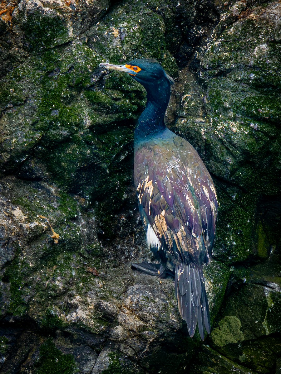 Баклан тихоокеанський - ML647463615