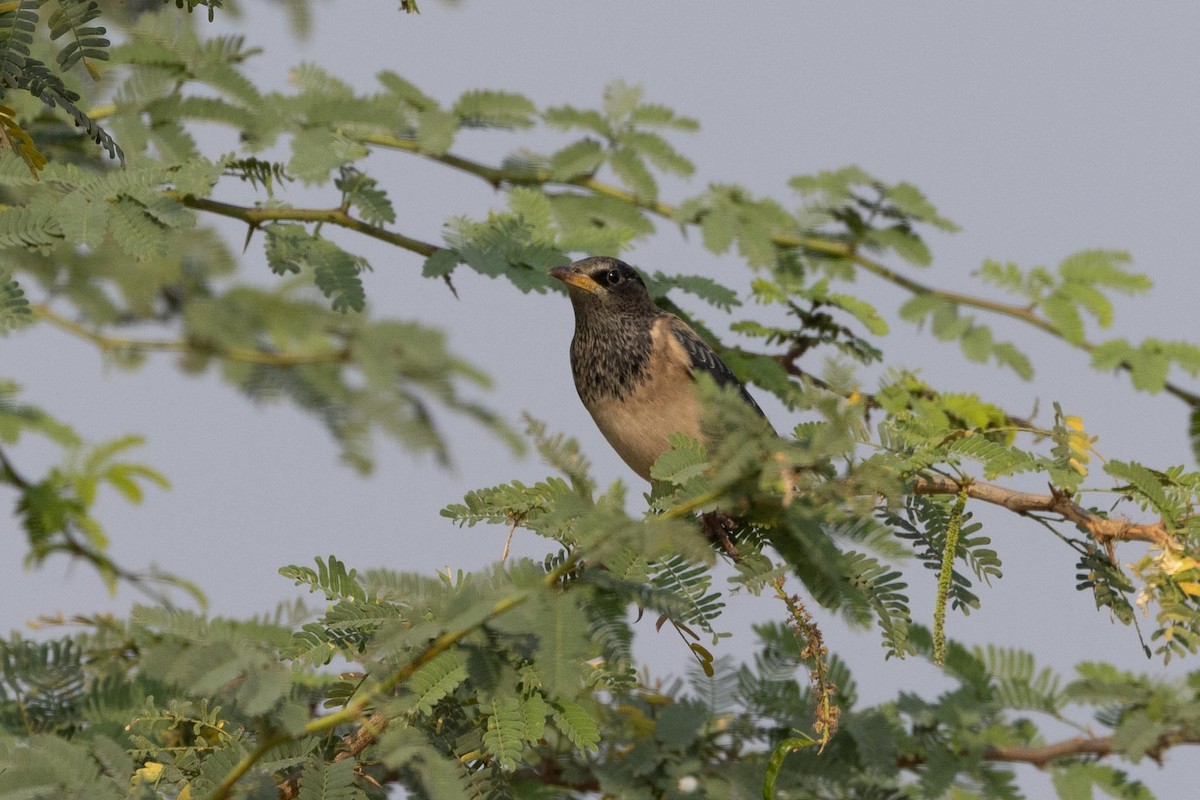 Rosy Starling - ML647463620