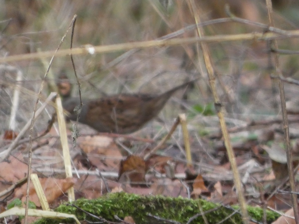 Dunnock - ML647463640