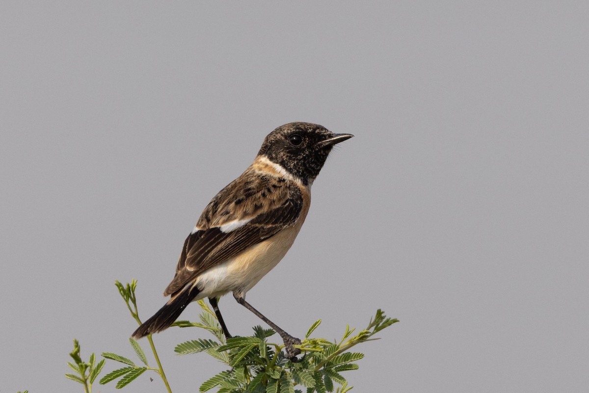 bramborníček sibiřský - ML647463642