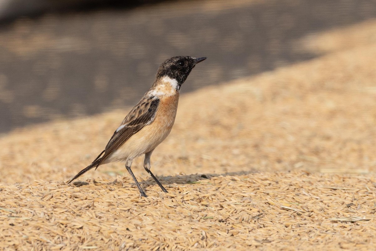 bramborníček sibiřský - ML647463643