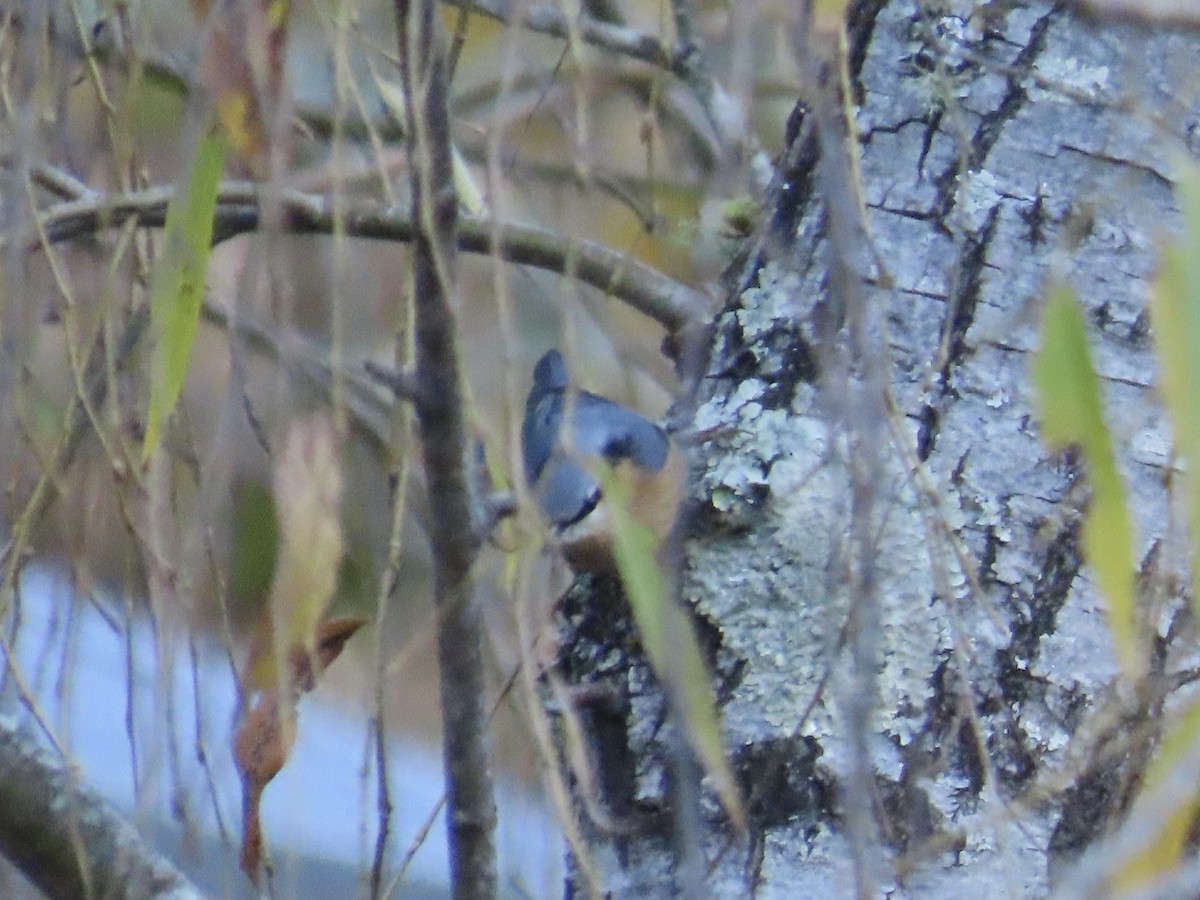 סיטה אירופית - ML647463653