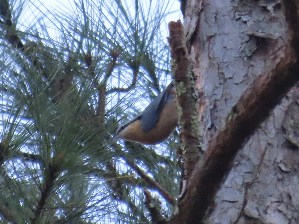 סיטה אירופית - ML647463654