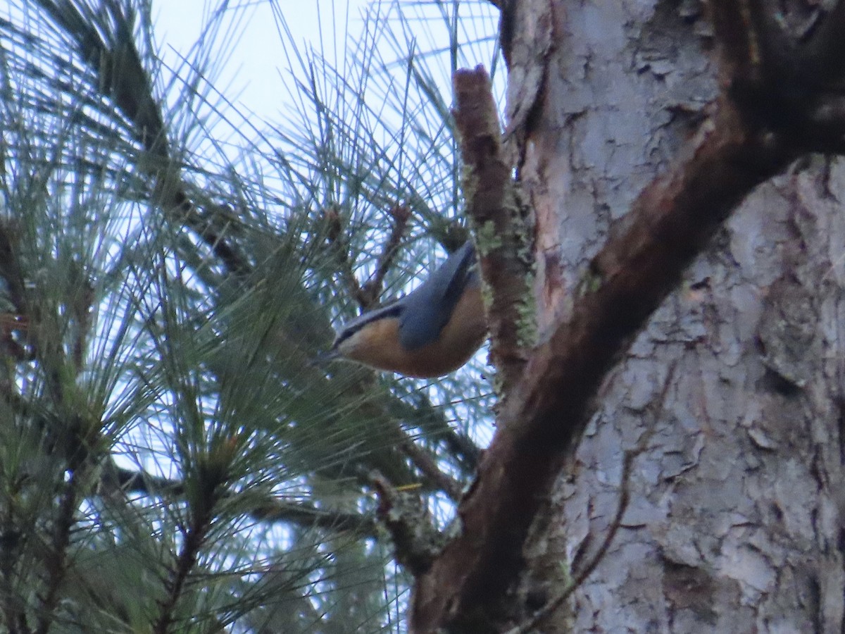 סיטה אירופית - ML647463655