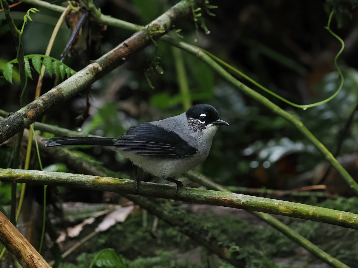 Black-headed Sibia (Lang Bian) - ML647463658