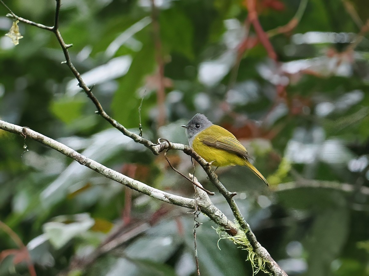 Gray-headed Canary-Flycatcher - ML647463680