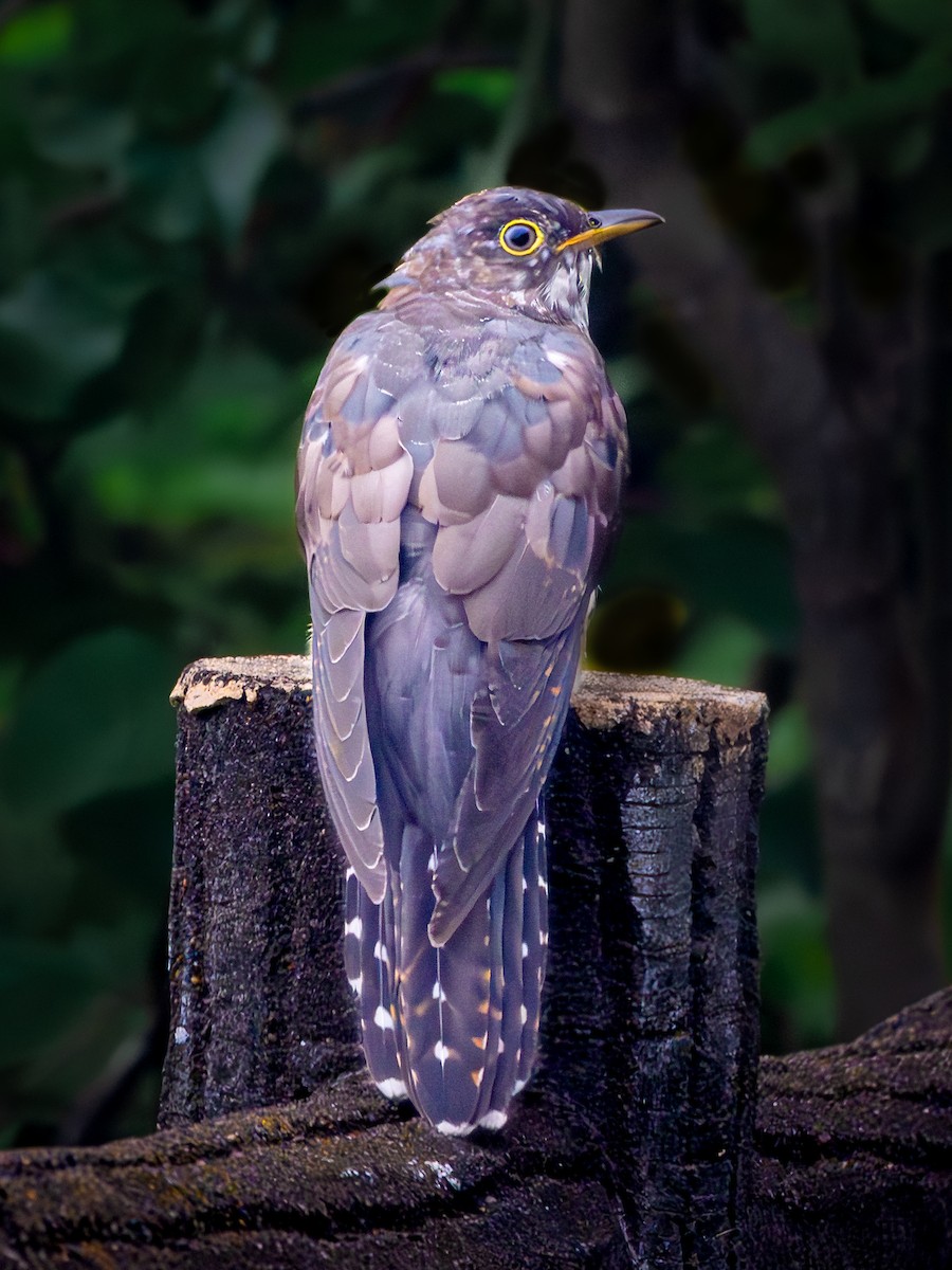 Зозуля сибірська - ML647463681