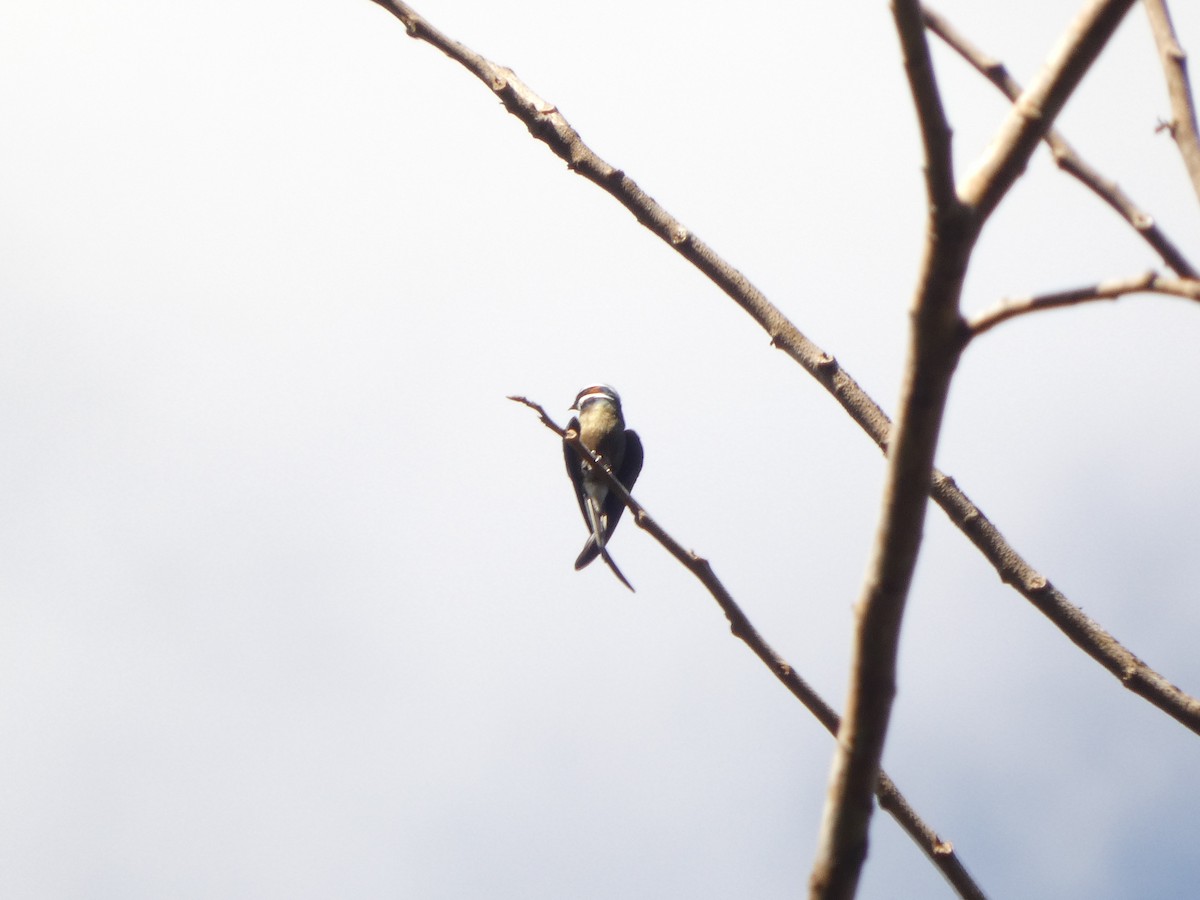 Whiskered Treeswift - ML647463682