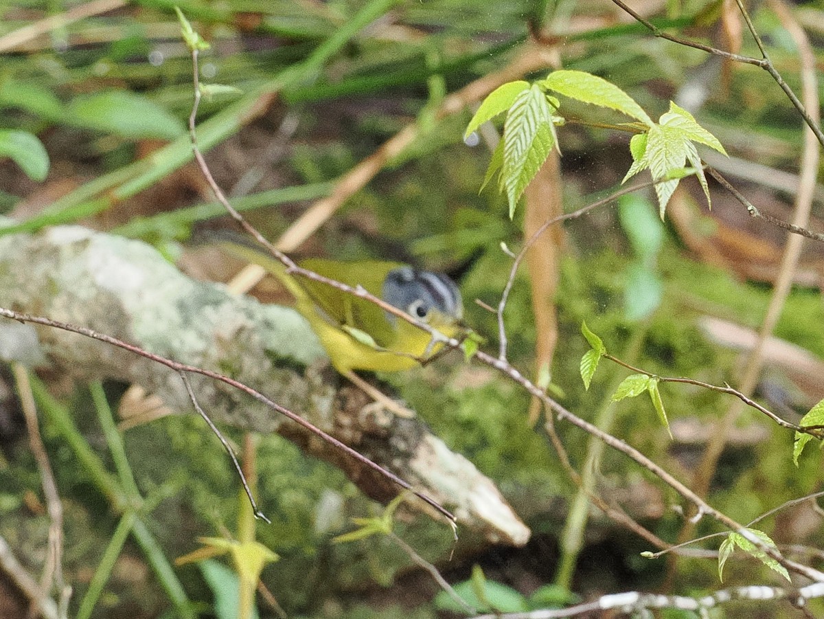 White-spectacled Warbler - ML647463687