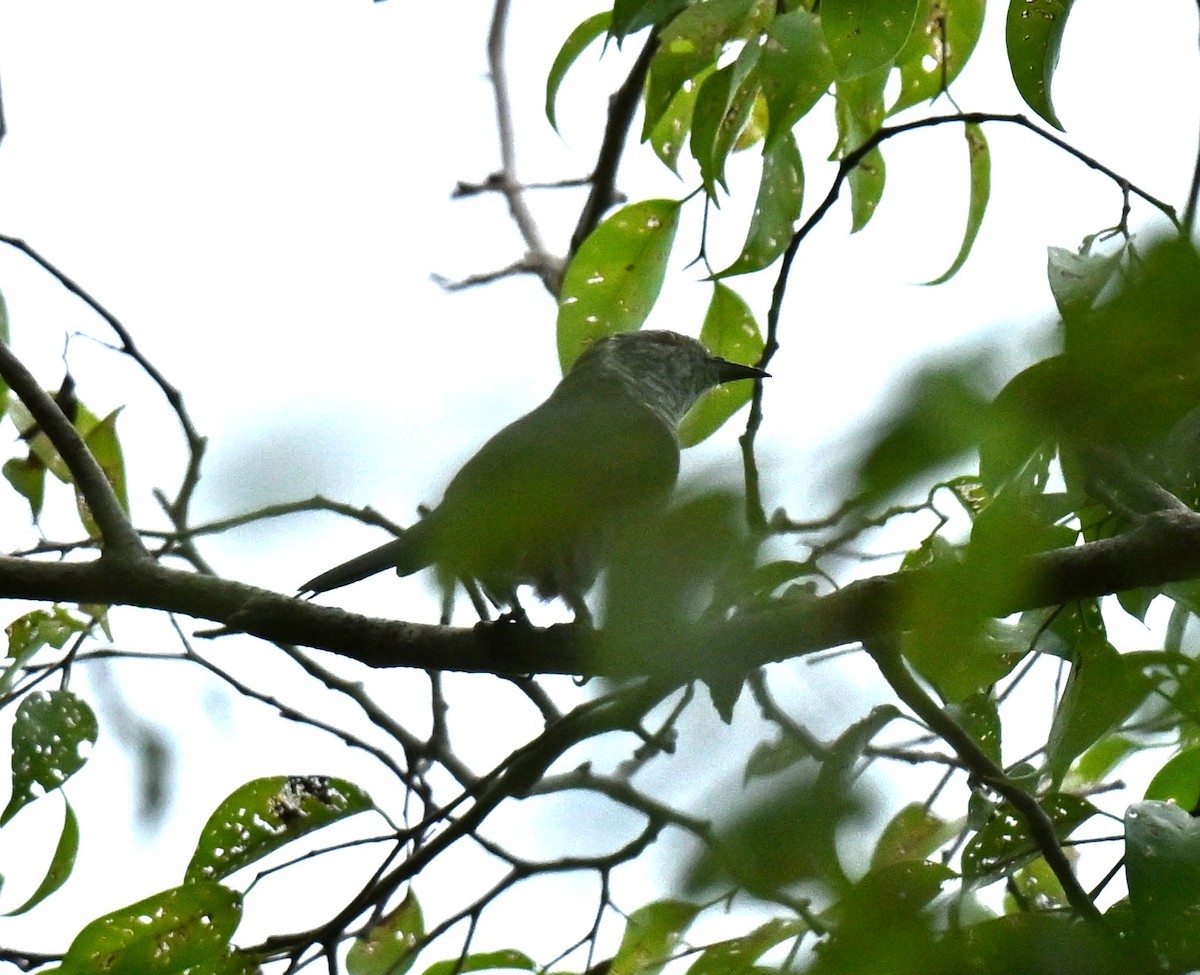 Карликовая кукушка - ML647463688