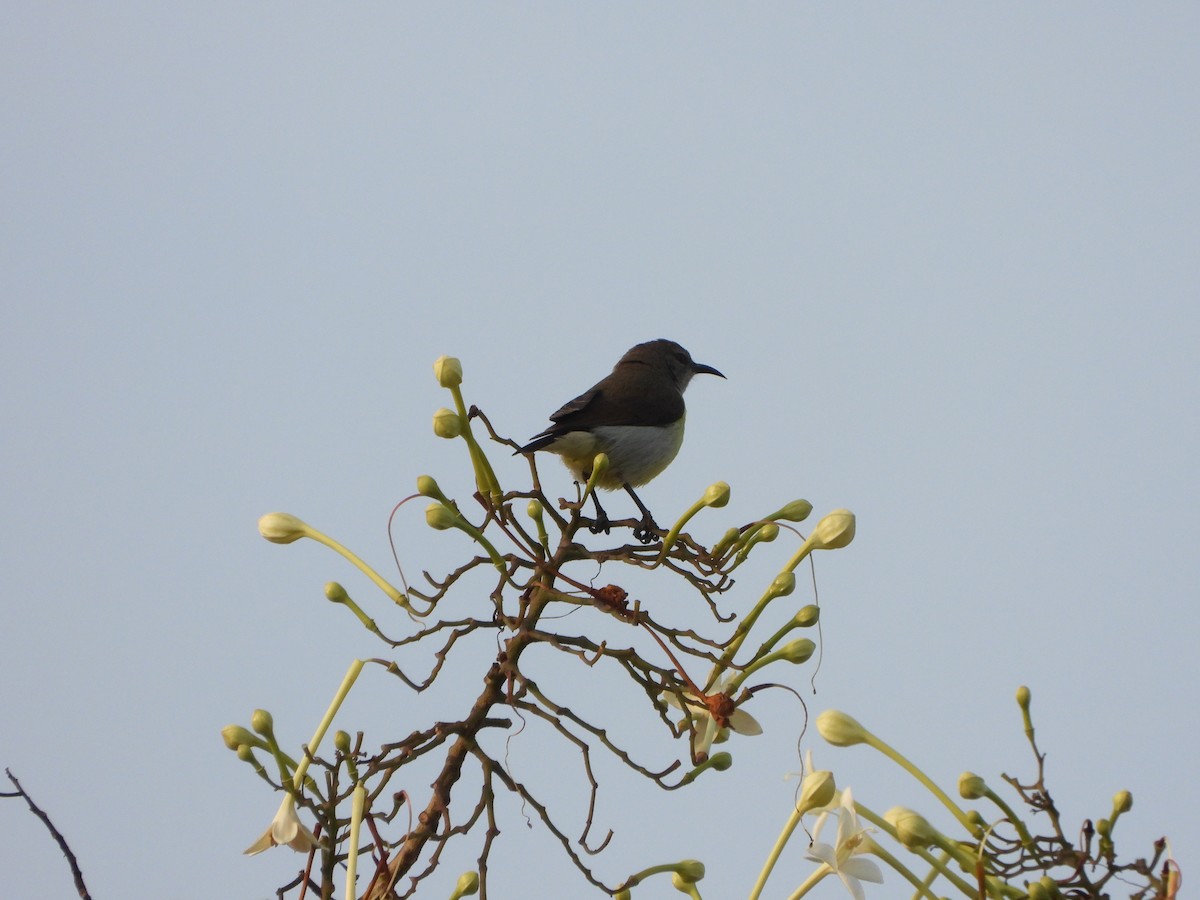 Souimanga à croupion pourpre - ML647463695