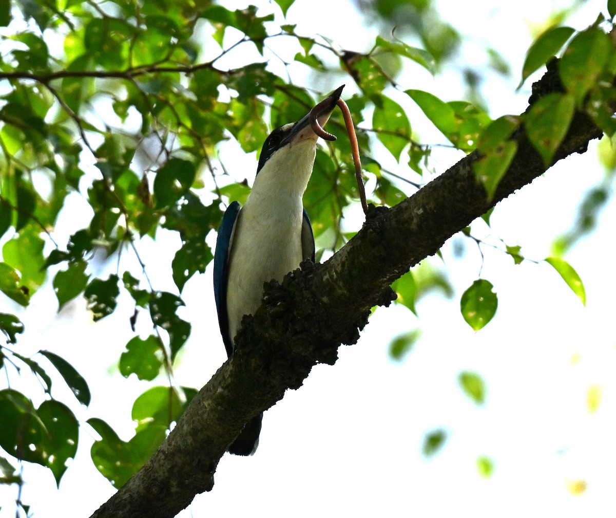 Воротничковая альциона - ML647463696