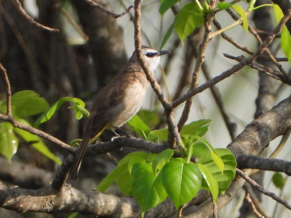 Yellow-vented Bulbul - ML647463750