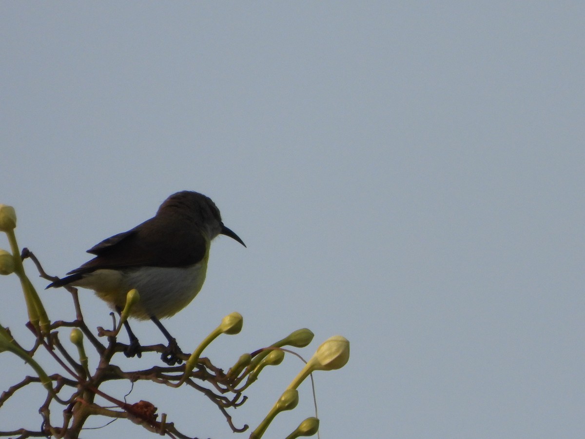 Souimanga à croupion pourpre - ML647463751