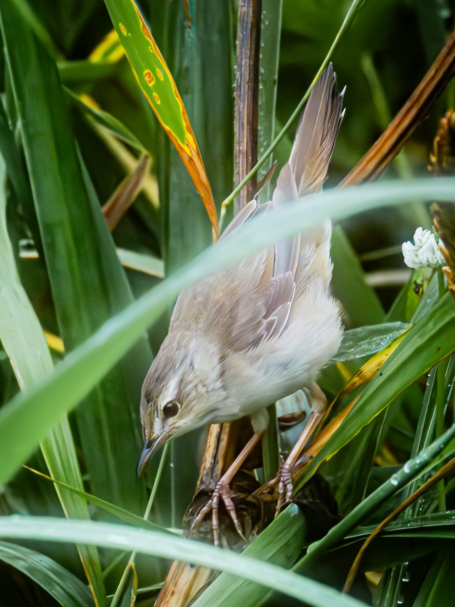 Кобилочка охотська - ML647463763