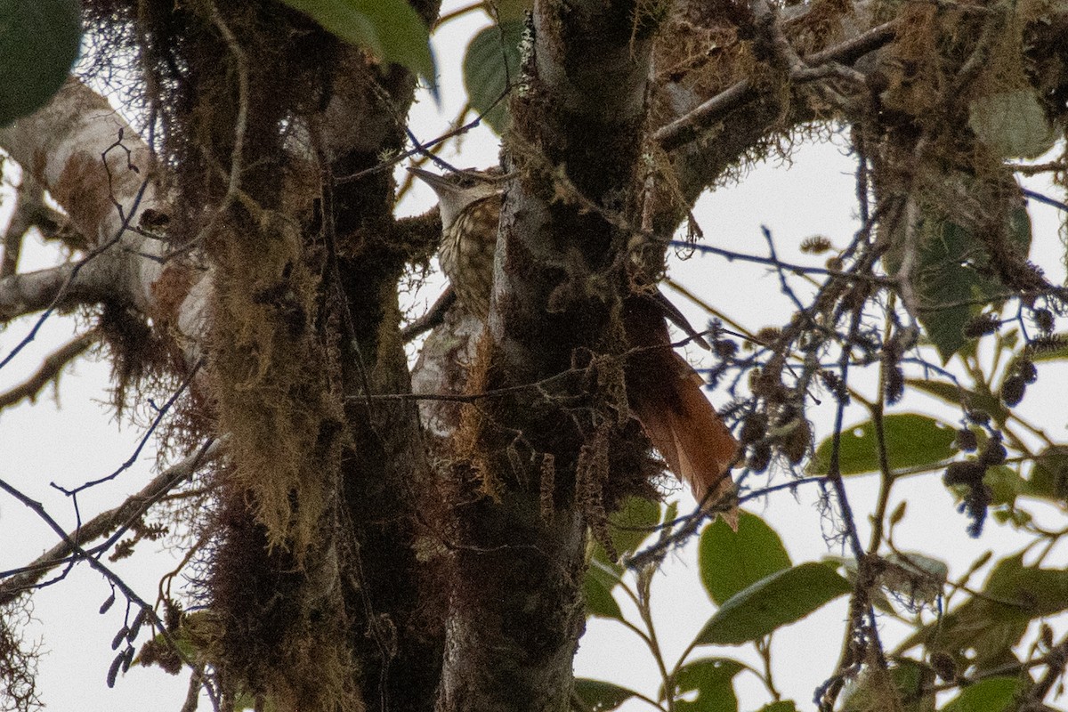 Streaked Tuftedcheek - ML647463784