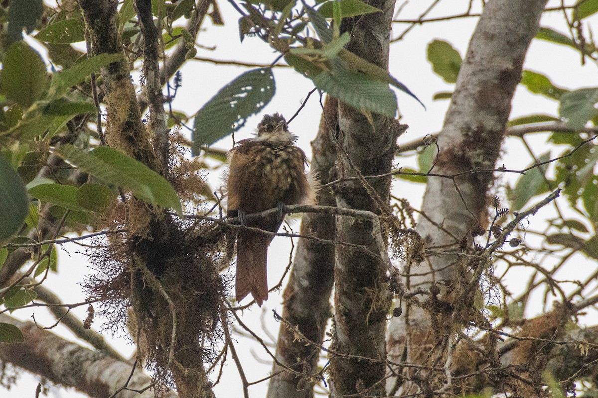 Streaked Tuftedcheek - ML647463785