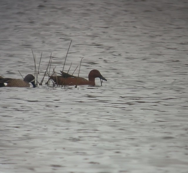 Alzavola cannella - ML647463786