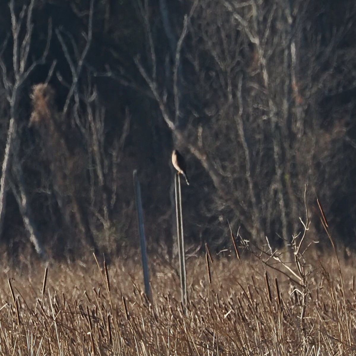 Sharp-shinned/Cooper's Hawk - ML647463788