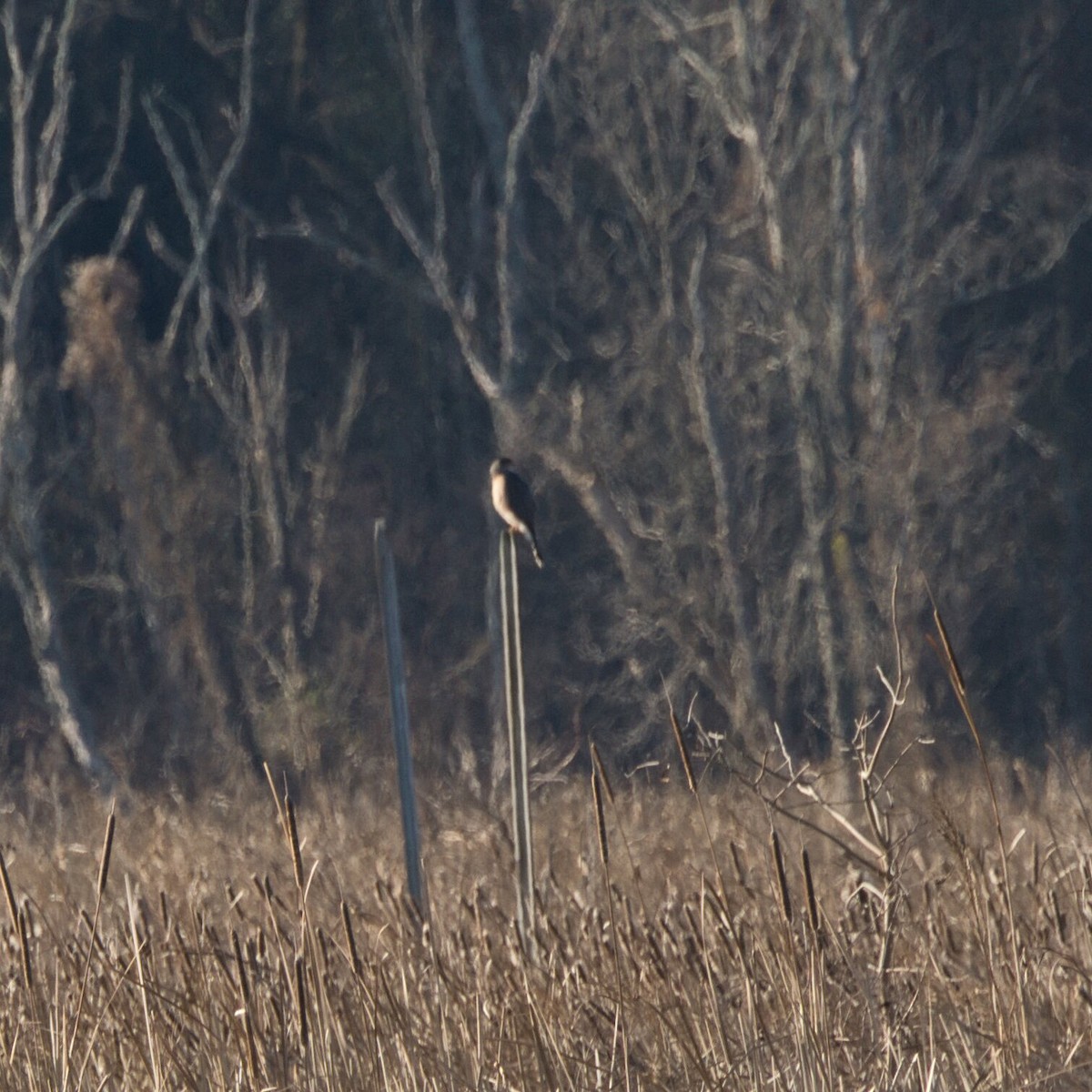Sharp-shinned/Cooper's Hawk - ML647463789