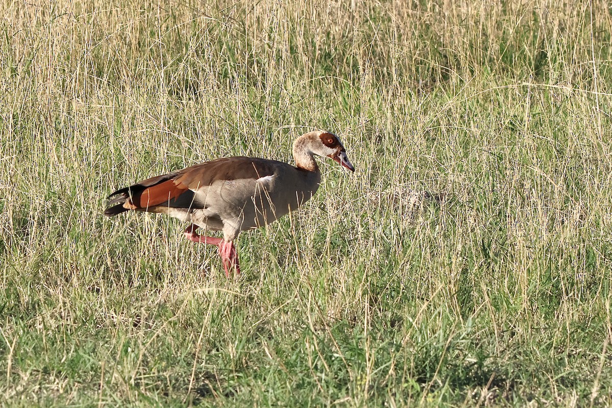 Oca egiziana - ML647463790