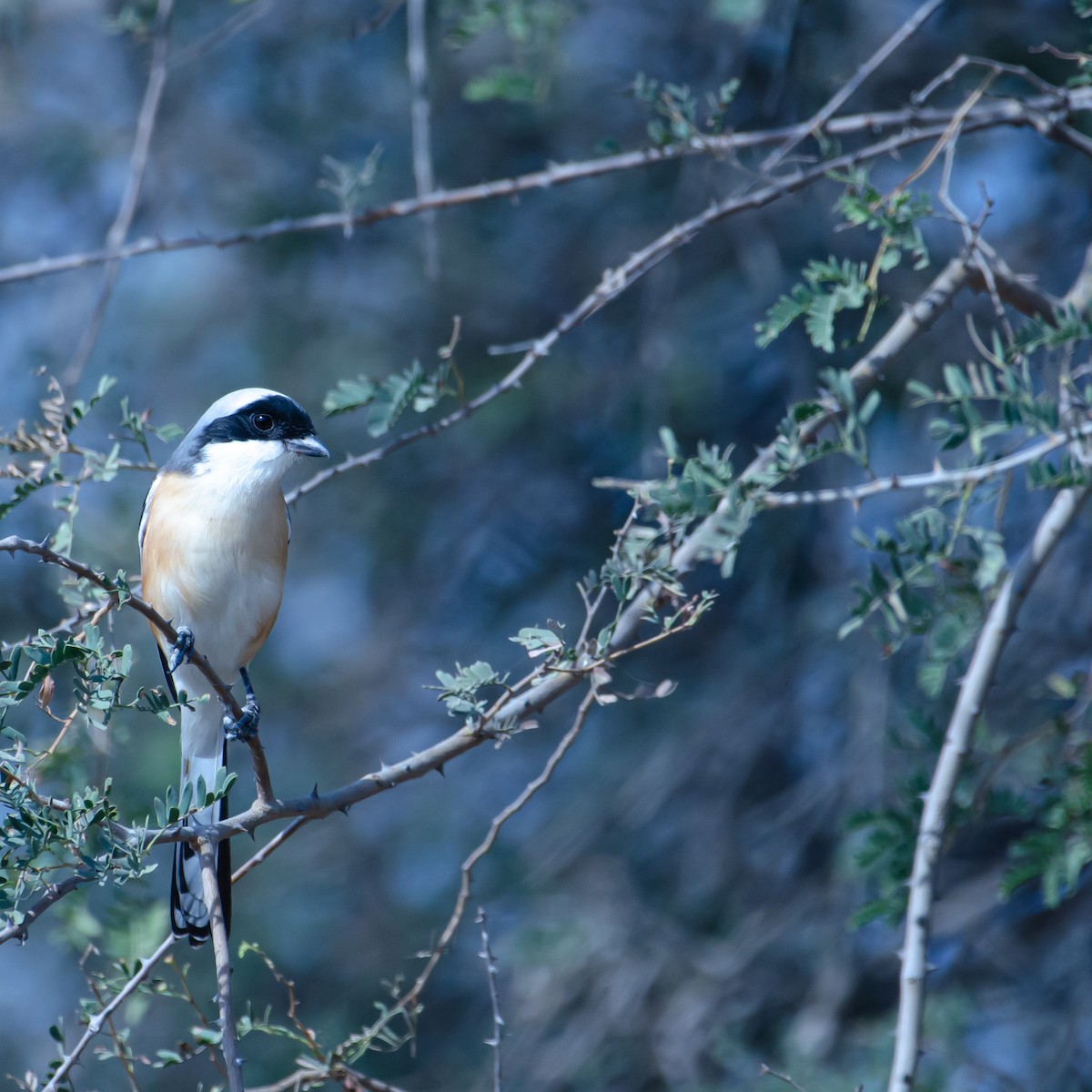 Bay-backed Shrike - ML647463793