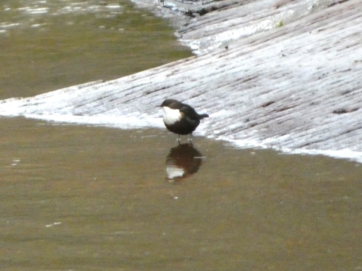 Merlo acquaiolo - ML647463798