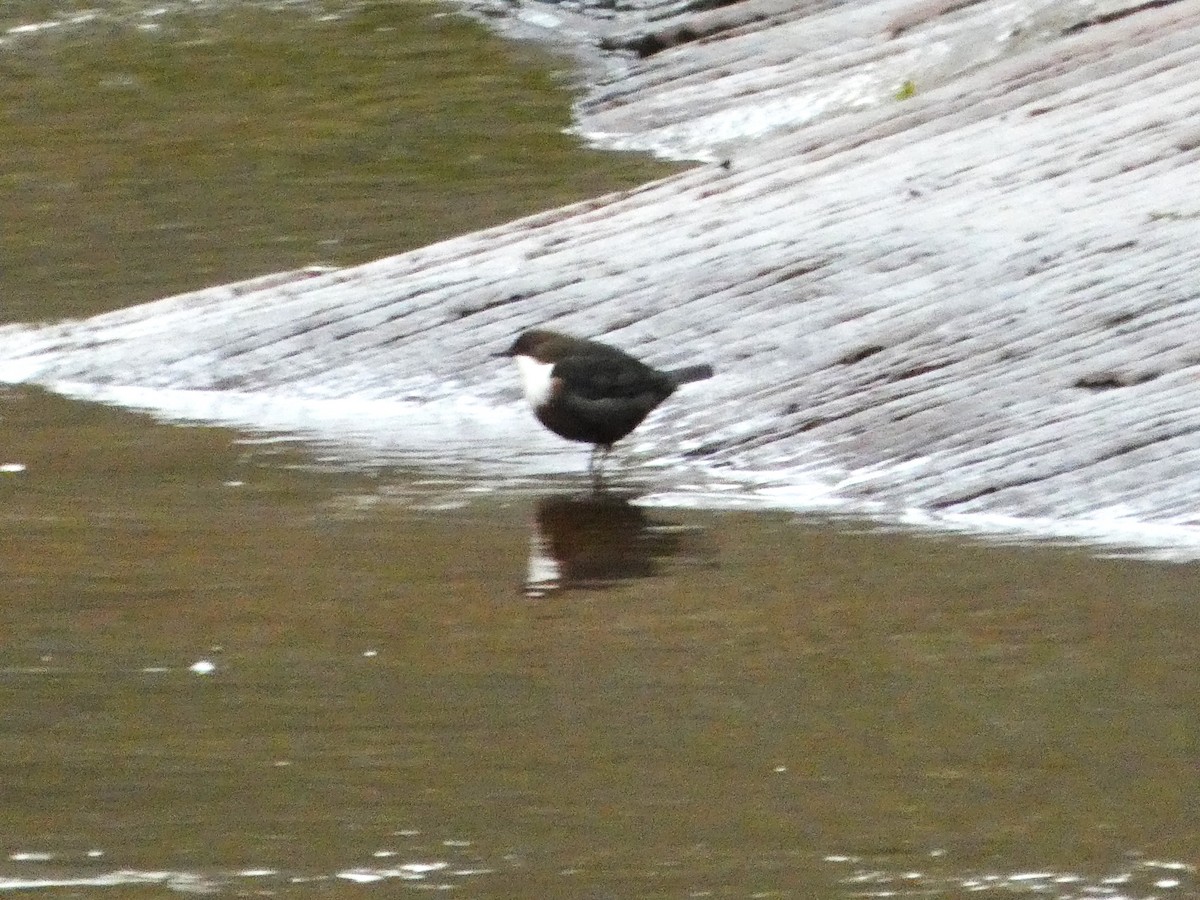 Merlo acquaiolo - ML647463799