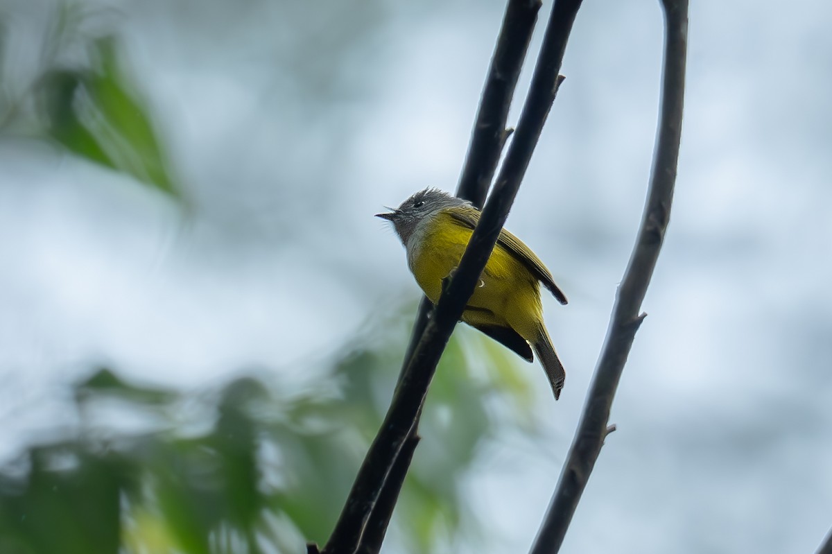 Gray-headed Canary-Flycatcher - ML647463801