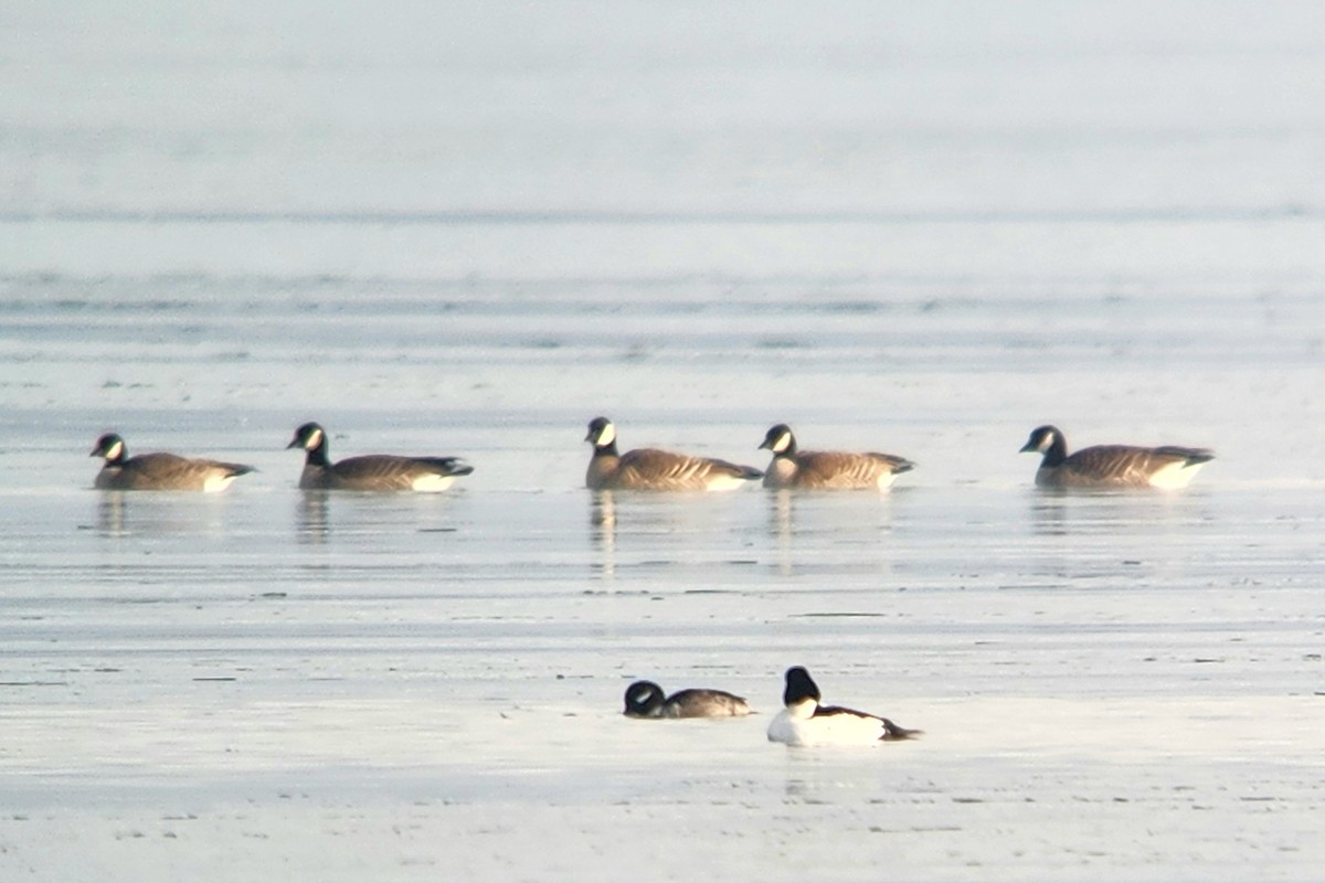 Oca canadese minore - ML647463802