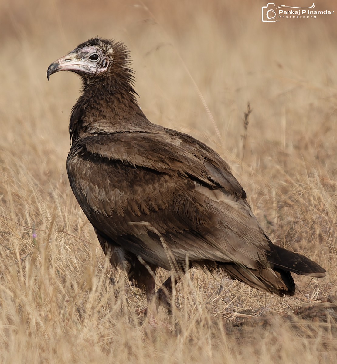 Capovaccaio - ML647463804