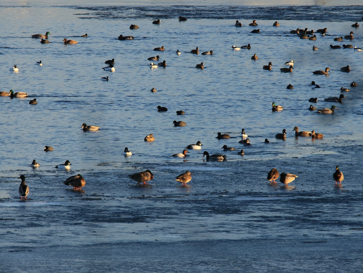 Greater/Lesser Scaup - ML647463805
