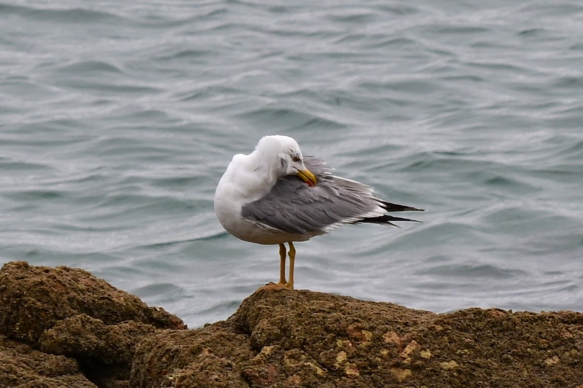 Gabbiano reale - ML647463806