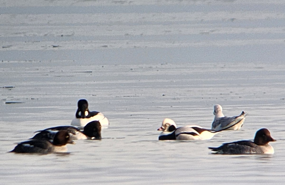 Moretta codona - ML647463810