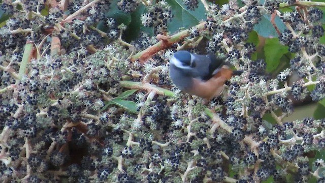 Ak Kulaklı Sibya - ML647463814