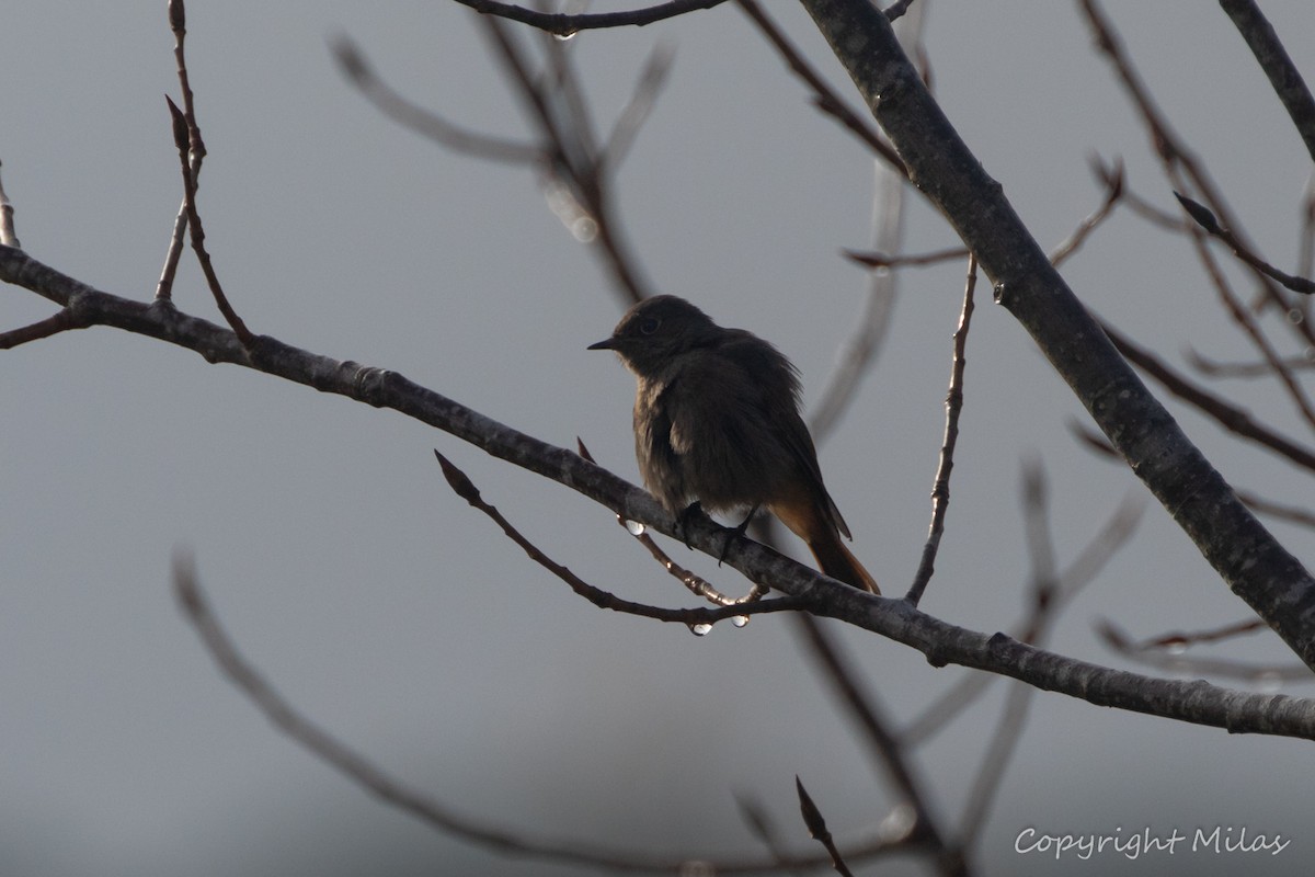 Codirosso spazzacamino - ML647463818