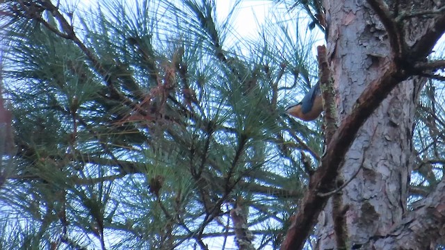 Sıvacı - ML647463819