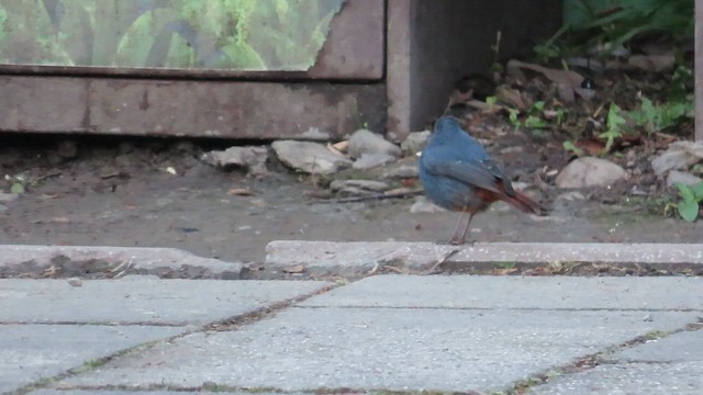 Kurşuni Kızılkuyruk - ML647463820