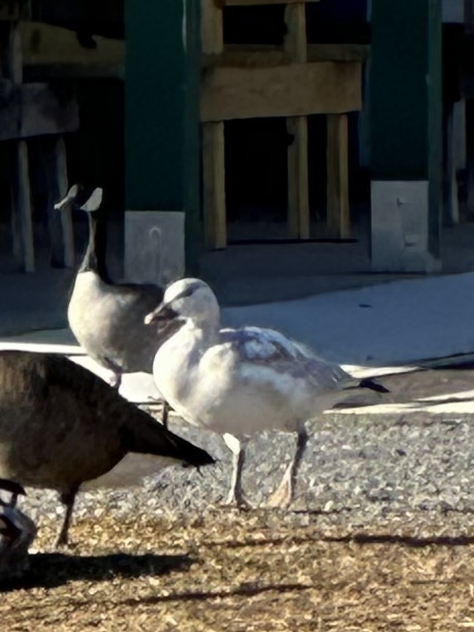 Oca delle nevi - ML647463822