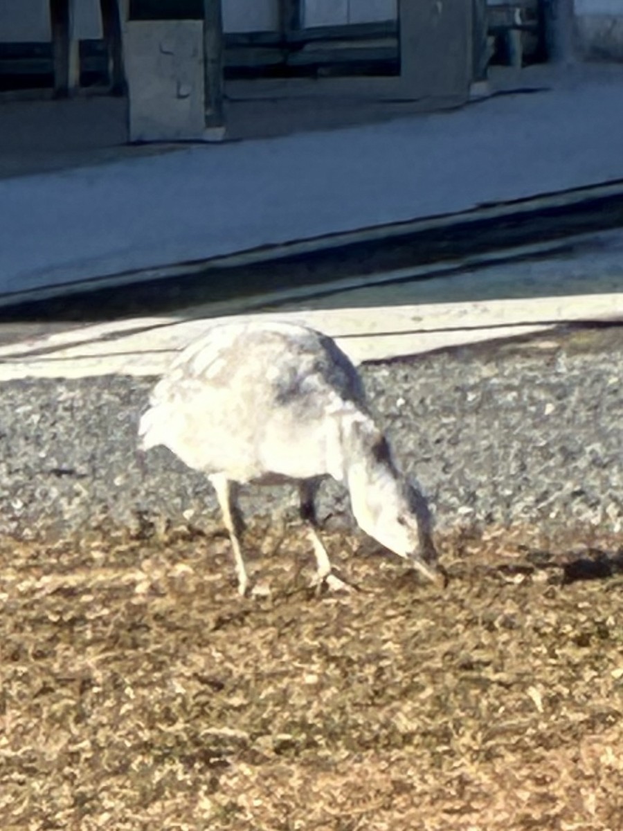 Oca delle nevi - ML647463823