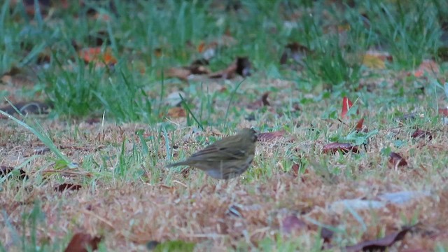 Yeşil Sırtlı İncirkuşu - ML647463825