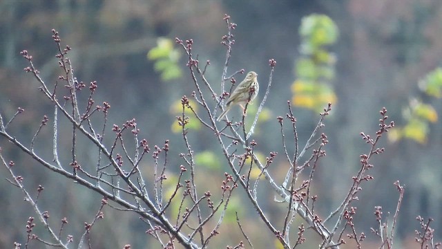 Yeşil Sırtlı İncirkuşu - ML647463826