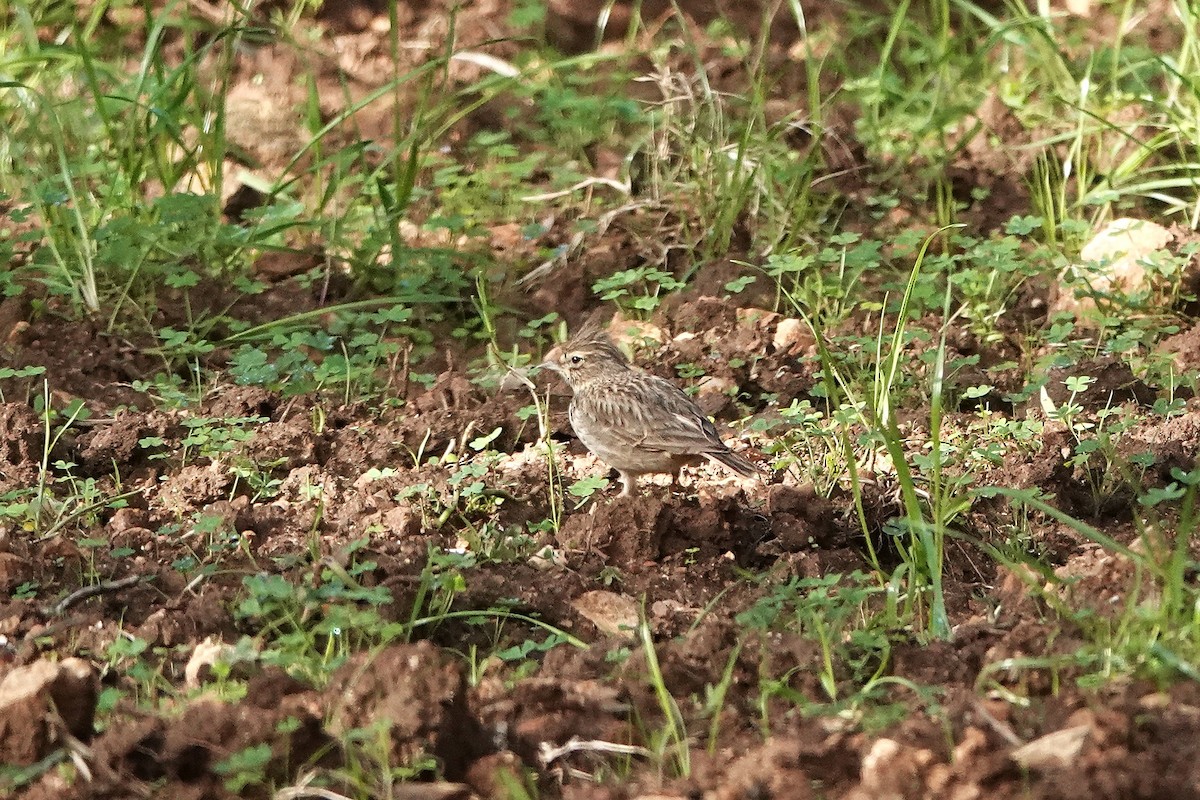 Thekla's Lark - ML647463827