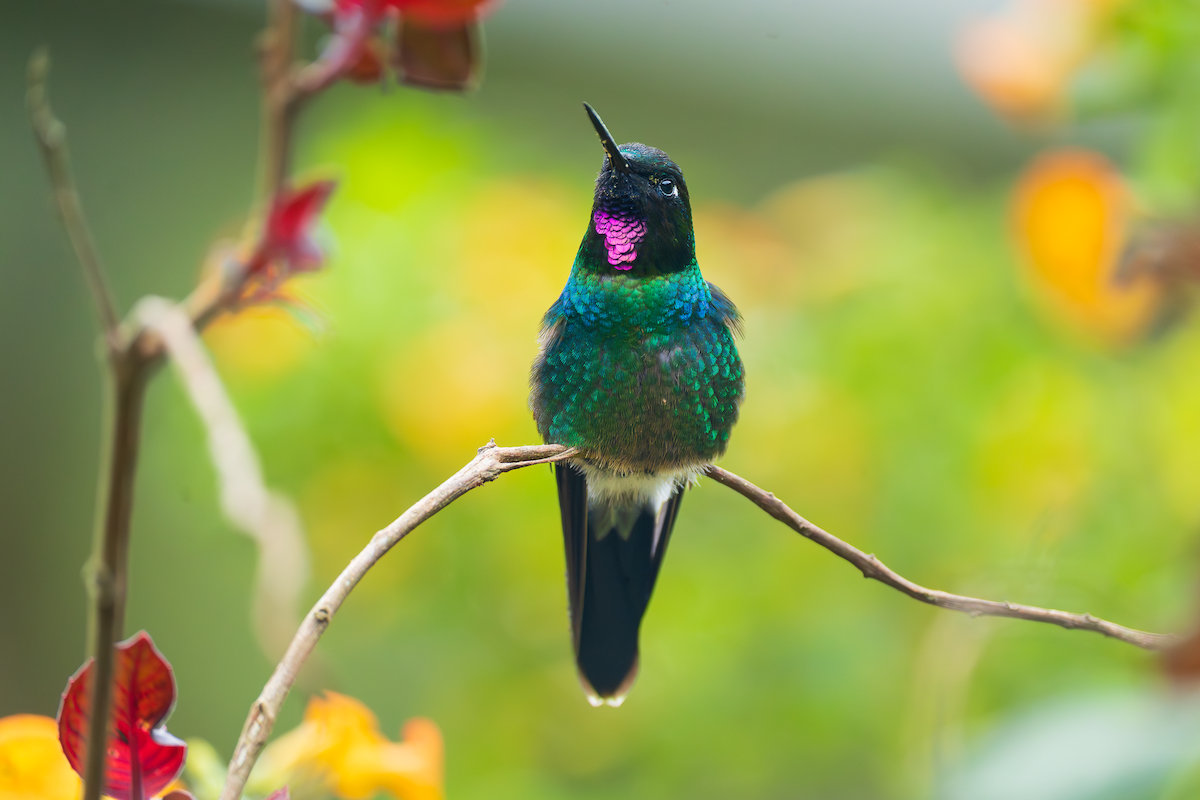 Tourmaline Sunangel - ML647463828