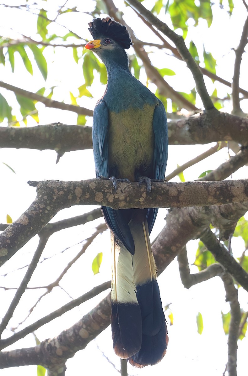 Great Blue Turaco - ML647463829