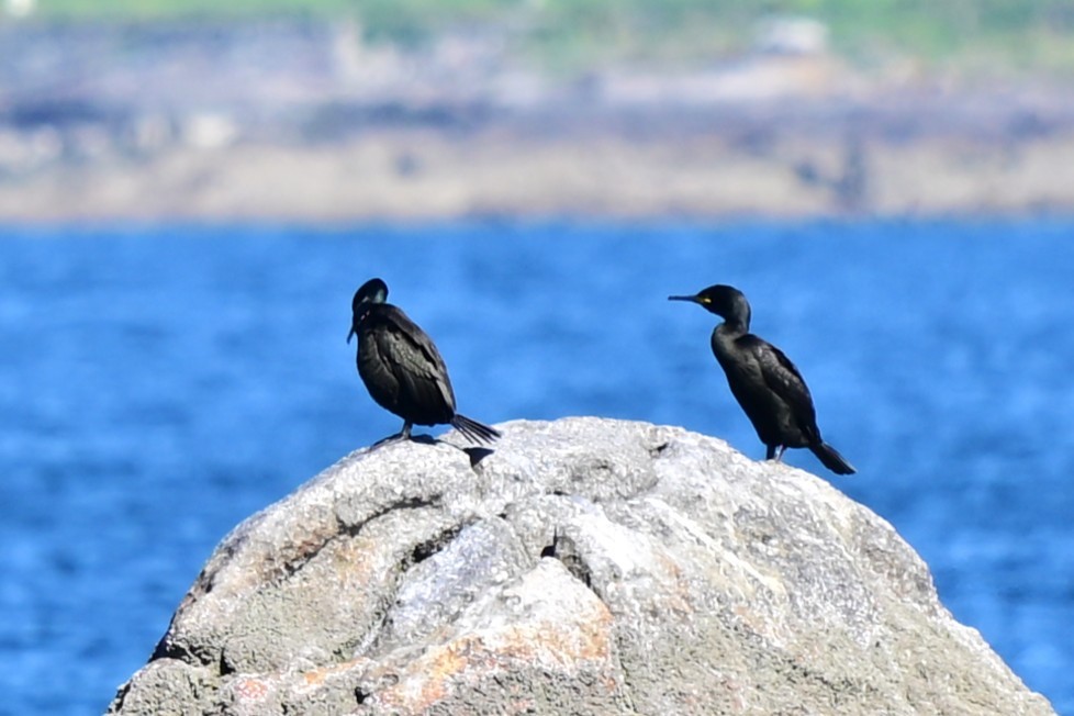 Marangone dal ciuffo - ML647463830