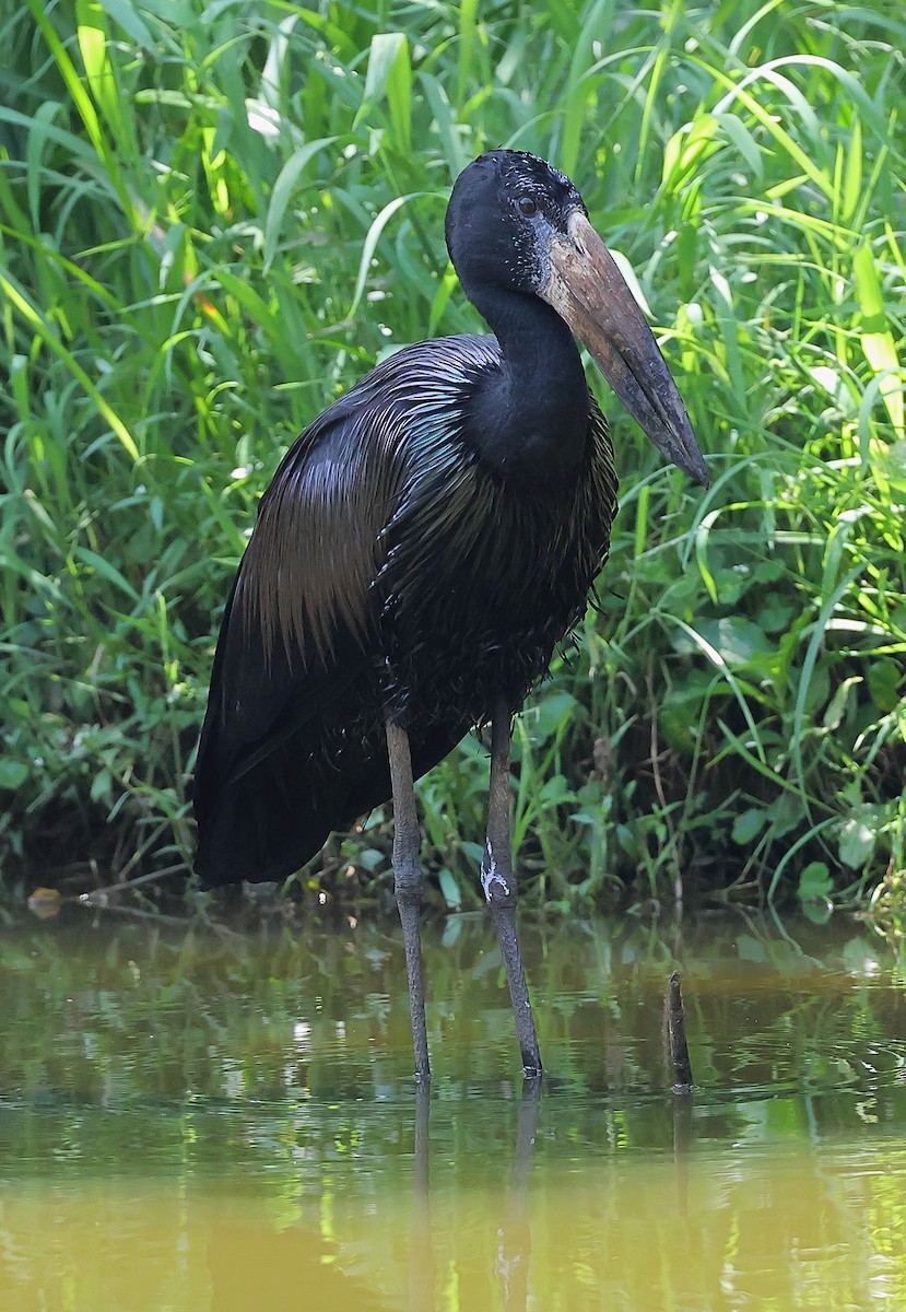 African Openbill - ML647463831