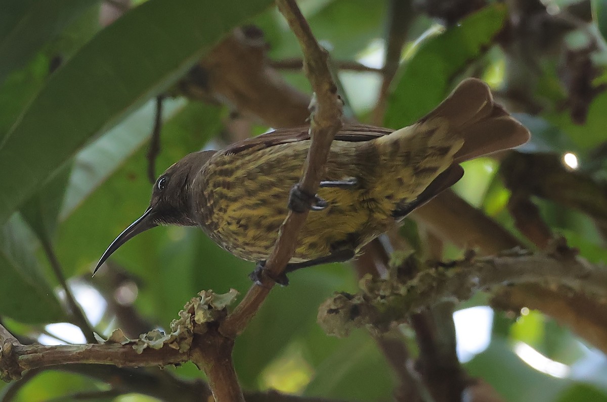 Olive-bellied Sunbird - ML647463834