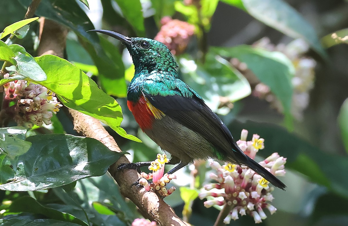 Olive-bellied Sunbird - ML647463835